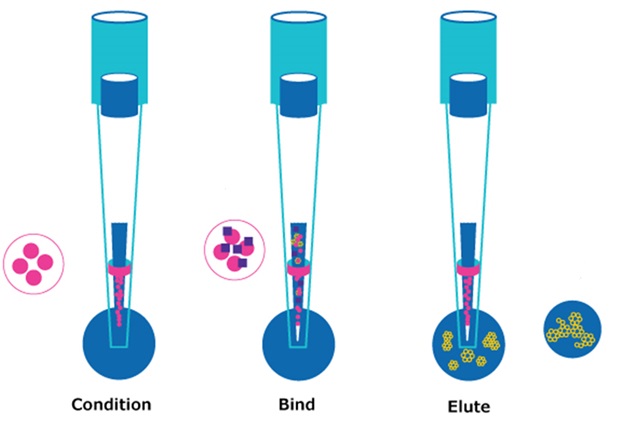 Automated removal of phospholipids Three-step schematic showing DPX-based HybridSPE: conditioning the tip, binding phospholipids to the sorbent, and eluting cleaned analytes from the extraction tip.